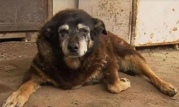  Worlds Oldest Dog Maggie Passes Away Peacefully At The Age Of 30