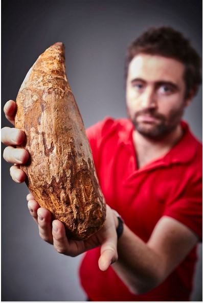 Australian Scientists Have Found A Gigantic Five-Million-Year-Old Whale Tooth