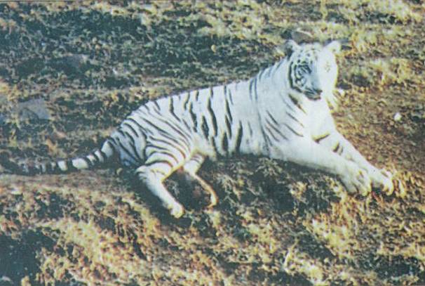 The Story Of Mohan The Ancestor Of All White Bengal Tigers Is Something Everyone Needs To Read