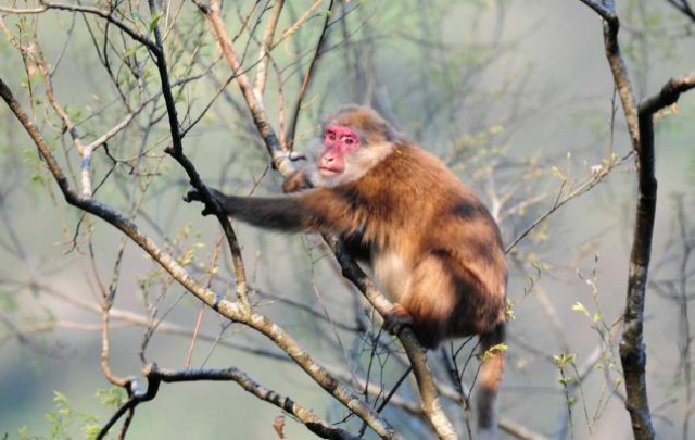 Rare Primate Species White Cheeked Macaque Discovered In Arunachal Pradesh