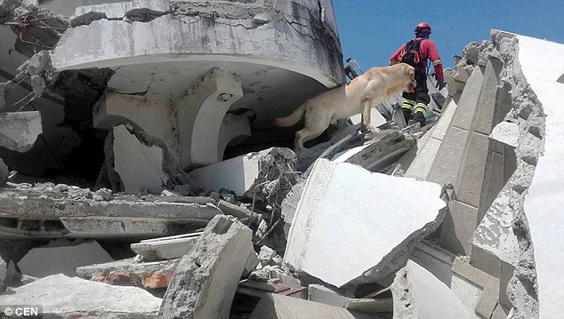 Hero Dog Dies Of Exhaustion After Saving Seven Lives In The Ecuador Earthquake