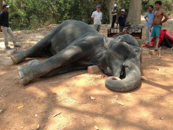 Elephant Dies From Heart Attack After Tourist Rides In Scorching Heat