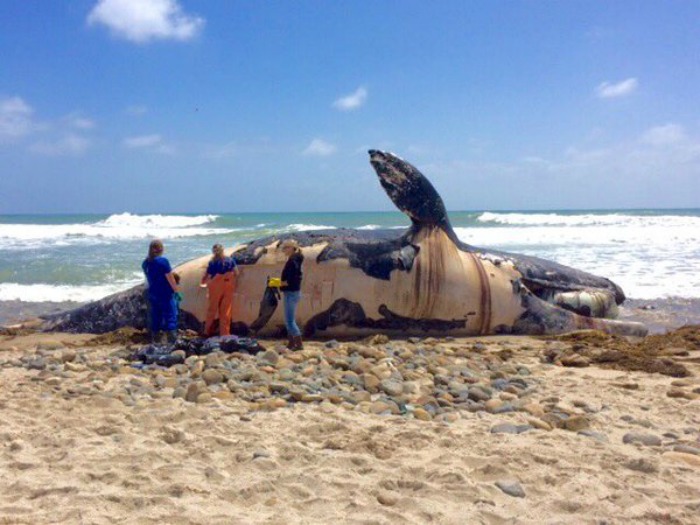 Another Dead Whale Washes Ashore This Time In California. People Rush To Take Selfies Again