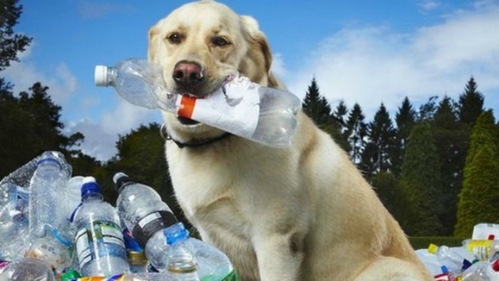 World Greenest Dog Tubby Who Sniffed Out 26,000 Plastic Bottles Passes Away At Age 13