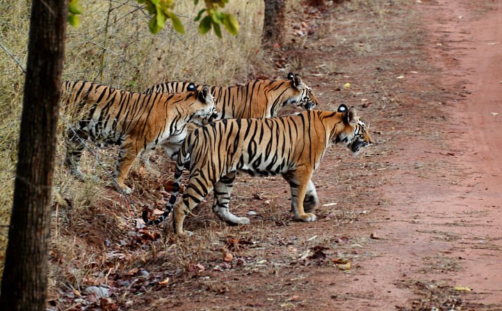 More Tigers Have Been Poached In India In The First 4 Months Of 2016 Than In All Of 2015