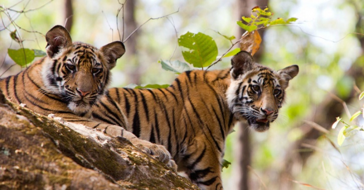 Madhya Pradesh Pench National Park Plans To Cut Over 550 Trees For Tiger Safari