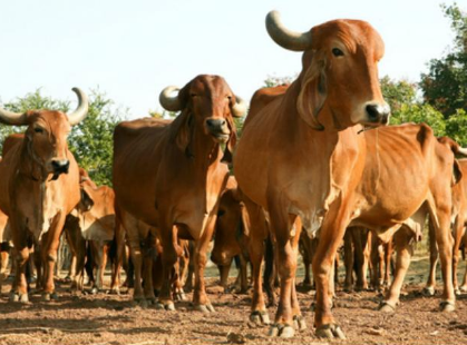 Maharashtrians Are Now Allowed To Store Beef Even As The Ban On Bull Slaughter Remains