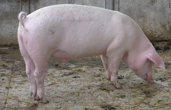 Two Arrested In Delhi For Shooting A Man Because His Pig Entered Their Field