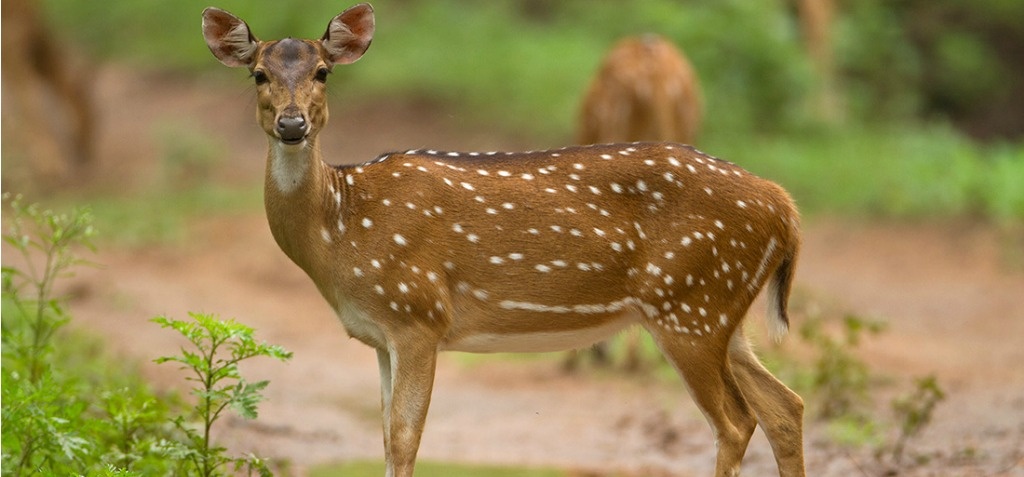 16 Spotted Deer Have Died In The Delhi Zoo Since February What Is Going On Inside The Enclosures