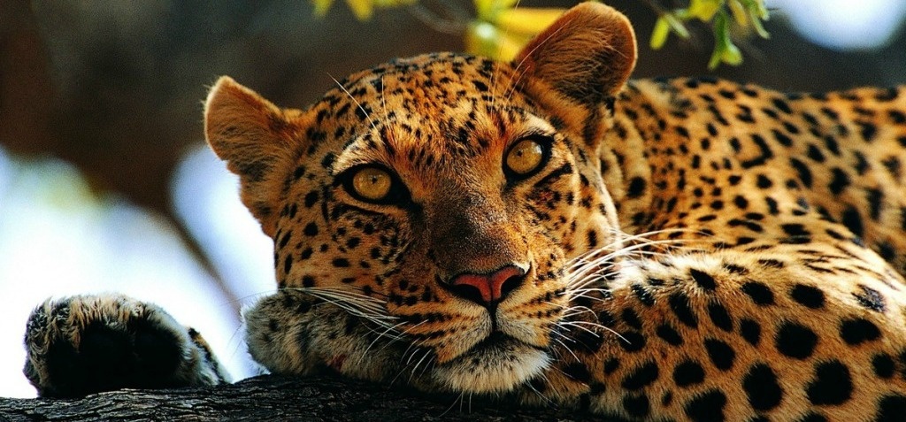 Leopard Deaths Or Forest Department Apathy Which Is A Bigger Mystery