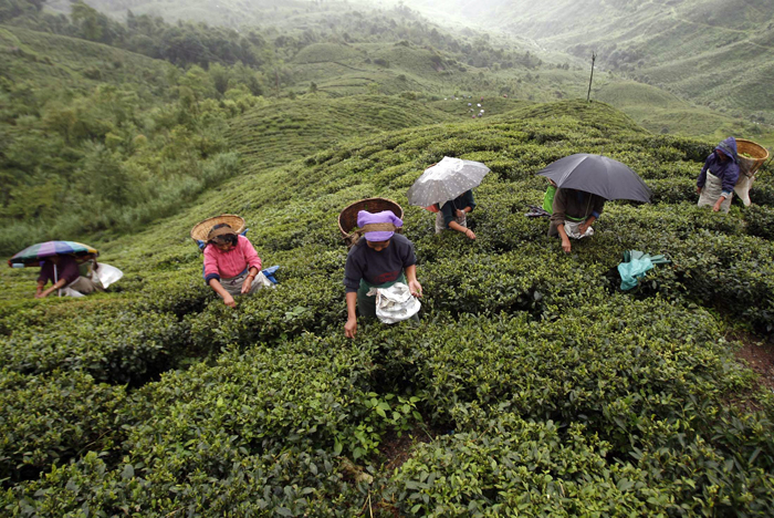 Darjeeling Makes The World Most Expensive Teas And Now Buyers From Japan America and Europe Will Get Them Online