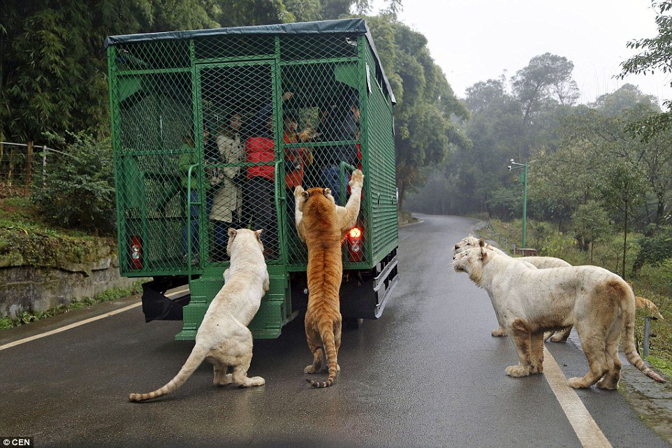 Wildlife Does not Get More Real Than This Zoo Where Humans Are Caged and Animals Roam Free