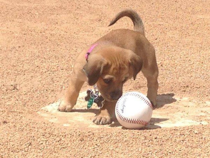 Baseball Team Find Abandoned Puppy Outside Stadium Adopt It As One Of Their Staff