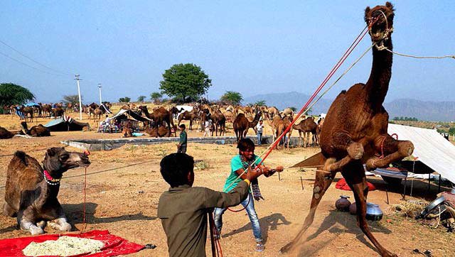 Camel Bites Off Rajasthan Man Head After He Keeps It Standing In The Sun All Day