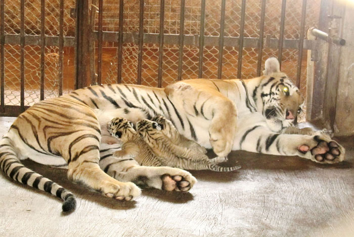 Four Tiger Cubs Die In Surat Zoo After Being Rejected By Their Mother