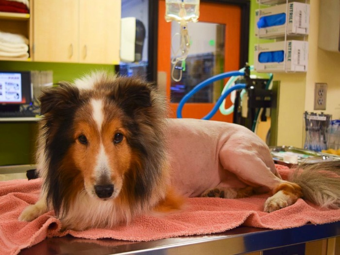 In A Miracle A Vet Student Saved This Dogs Life Just One Minute Before Its Euthanization