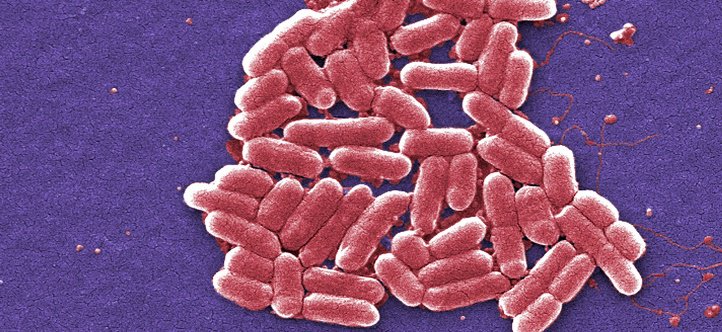 US Finds It is First Case Of A Superbug That Cannot Be Killed By Any Antibiotic