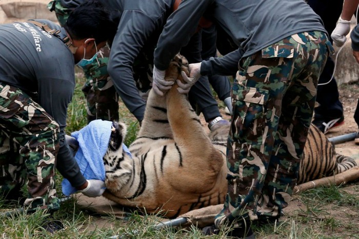 Accused Of Breeding and Trafficking Over 100 Tigers Removed From Thailand Famous Tiger Temple