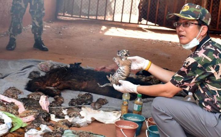 Heart Breaking 40 Dead Cubs Found In Freezer At Thailand Tiger Temple