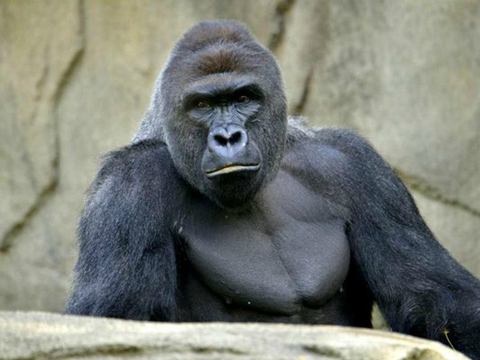 Prosecutors May Level Criminal Charges Against The US Zoo That Killed Gorilla Harambe
