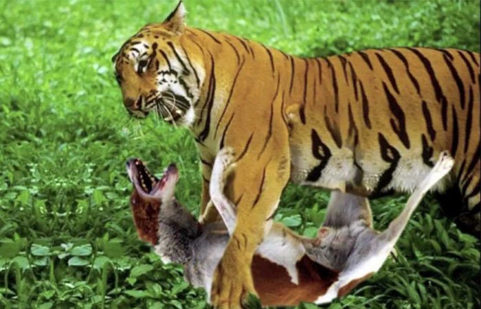 Heroic Dog Gives Up His Life While Protecting His Master From A Tiger In Uttar Pradesh