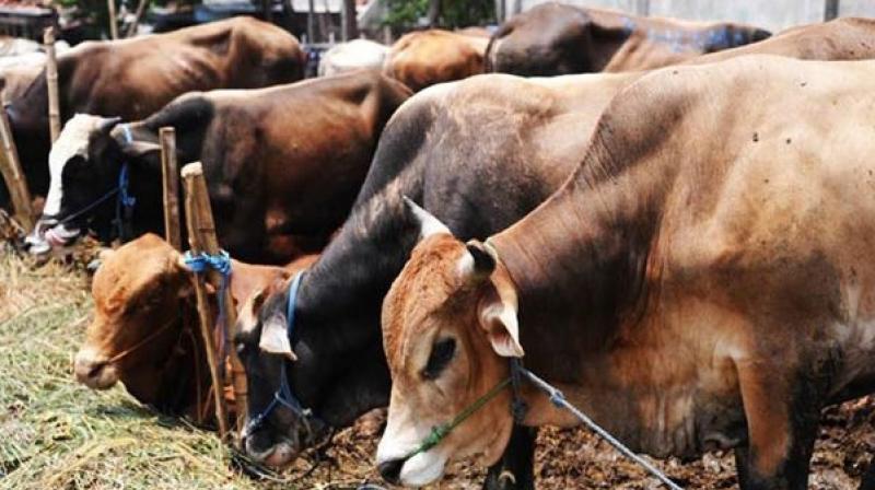 Hundreds Of Cows Die In Rajasthan Due To Drought What Good Is The Cow Welfare Ministry