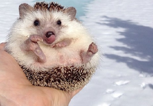 These Photographs Of Biddy, A Decently Voyaged Hedgehog, Will Motivate You To Gather Your Packs And Take Off