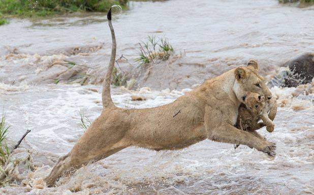 Brave Lioness Battles Fast-Flowing River To Rescue Her Nine-Week-Old Cub