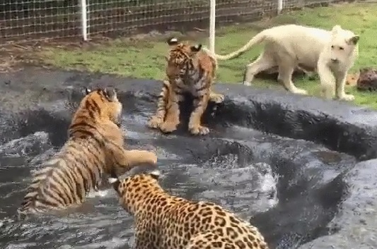 3 tigers. A leopard. 2 lions. And theyâ€™re playing nice together in a pool !