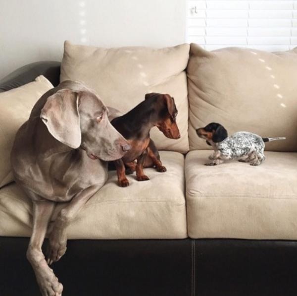 Two Dogs Get Introduced To The Newly Adopted Pup In The House. This Is How They React