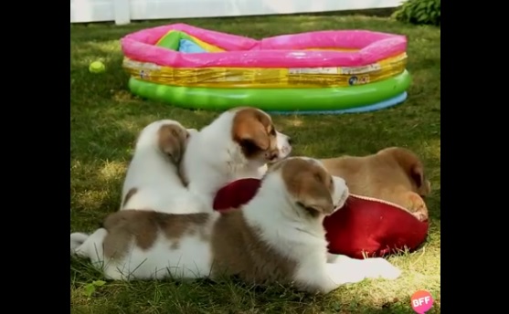 If â€˜Friendsâ€™ Were A Show About Puppies, This Is What The Intro Would Look Like