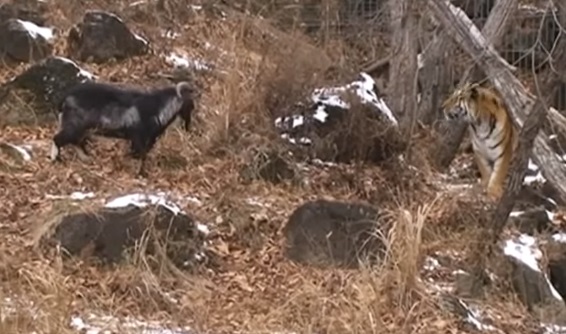 Watch How A Rebel Goat Pursues Down A Tiger And Later Gets to be Companions With It