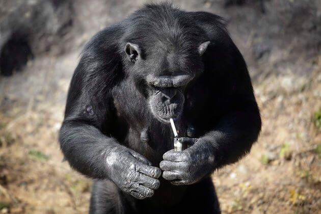 This Chimpanzee IN A VERY North Korean Zoo Smokes A Load up Of Cigarettes EVERY DAY