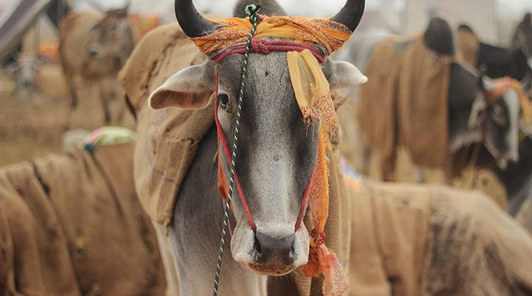 Cow becomes national animal of Nepal