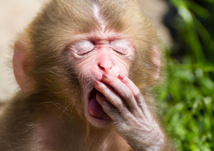 Ever Wondered Why Yawning Is So Contagious? Hereâ€™s The Possible Reason