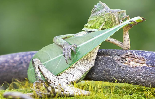 DRAGON LIZARD CAUGHT PLAYING LEAF GUITAR IN INDONESIA